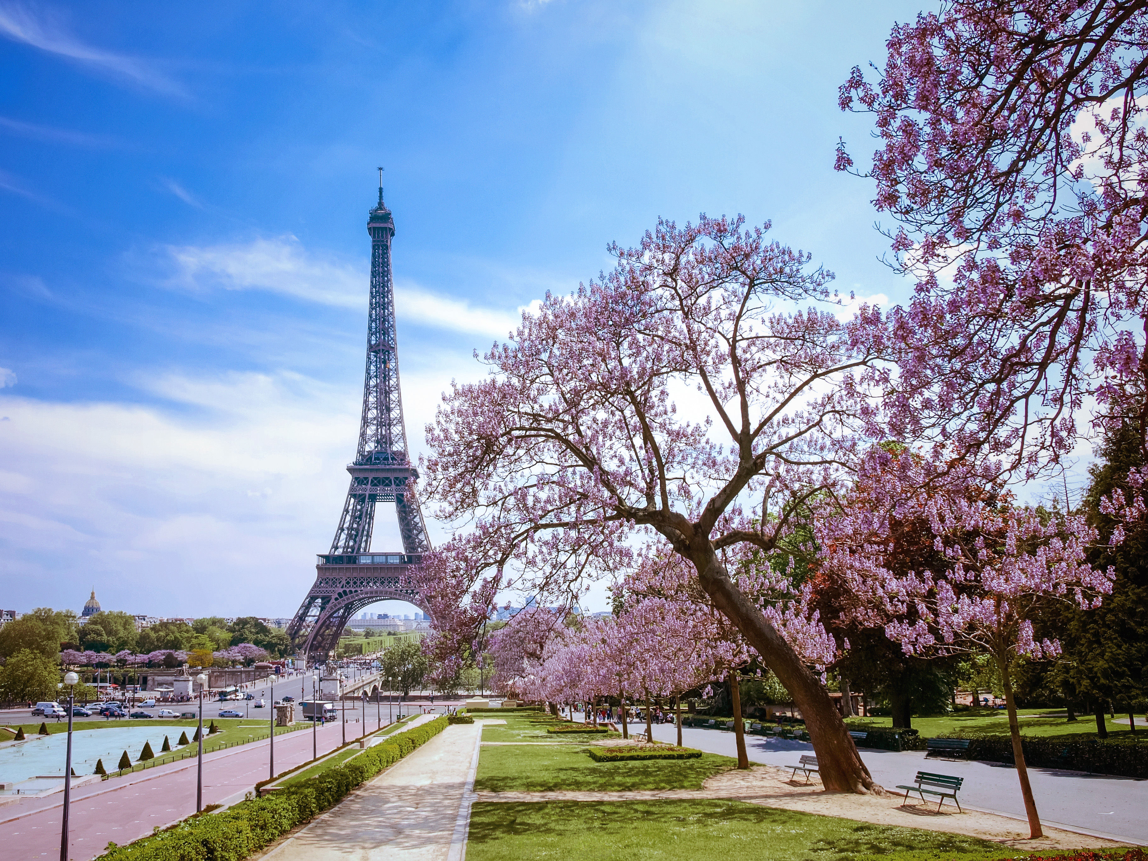 Eiffel Tower framed by flowering trees in Paris